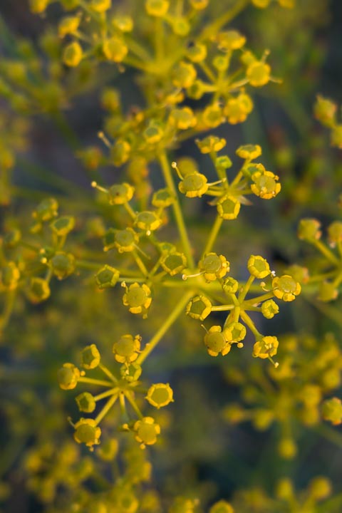 Ferulago campestris / Ferula finocchiazzo